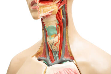 Anatomy & Physiology Course